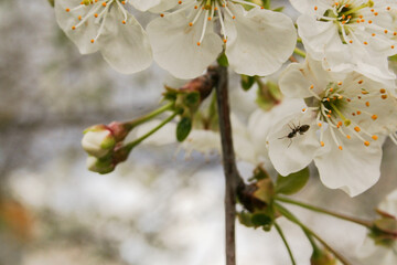 ant on a tree blossom