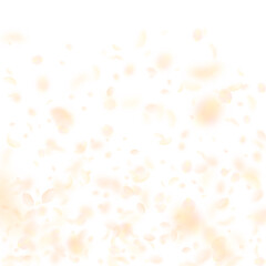 Yellow orange flower petals falling down. Rare rom