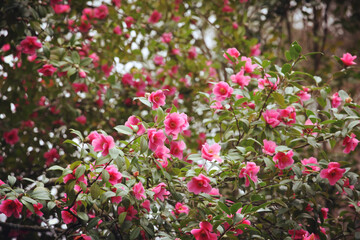 Fototapeta na wymiar Pink Camellia x williamsii 'Mary Christian' in flower