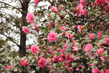 Naklejka premium Pink Camellia x williamsii 'Mary Christian' in flower