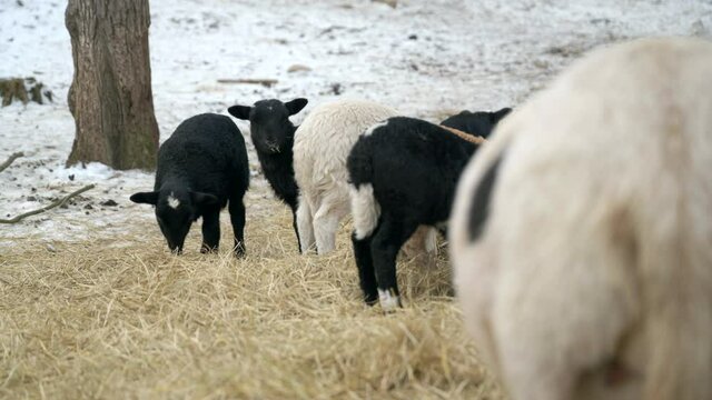 Lambs eating hay at the farm, medium shot, tripod.
