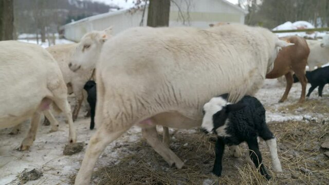 Sheep herd with lambs out in the pasture on the farm, pushy sheep runs into lamb, cold winter or spring day. Medium shot, steady hand held.