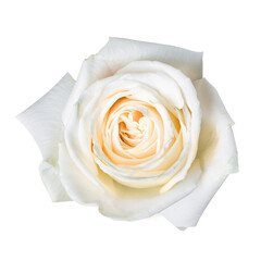 Beautiful white rose bud isolated on white background