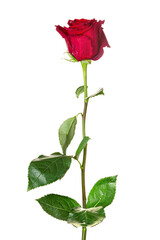 Beautiful red rose with long stem isolated on white background
