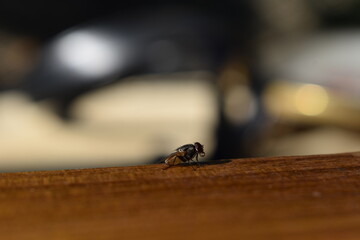 Closeup view of small insect