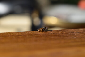 Closeup view of small insect