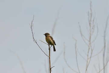 The European Stonechat sitting on the blade of dry grass on the meadow 

