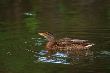 The duck swims in a pond in green water.