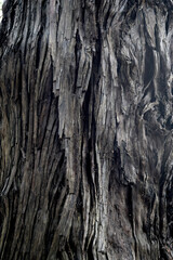 木　バックグランド