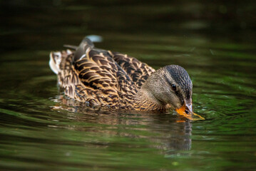 The duck swims in a pond in green water.