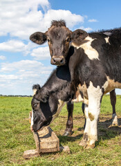 A cow is standing next to an empty drinking trough in a green pasture
