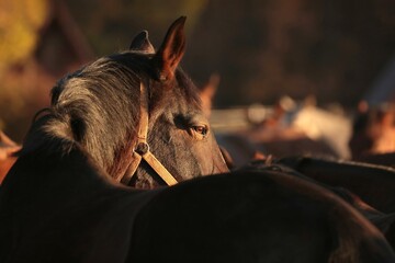 Horse in the pasture at dusk