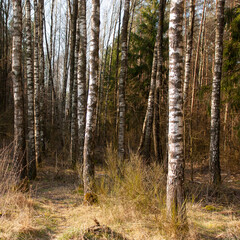 Obraz premium Suburbs of Grodno. Belarus. Spring landscape..Birches and spruces, bushes of last year's yellow grass at the edge of the forest lit by the sun.