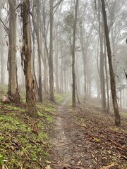 Obraz premium path in the woods