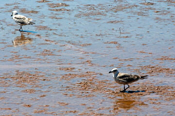 seagull looking for food in to the sea during low tide, in Euboea, Greece. Sunny summer day
