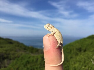 Cape Dwarf Chameleon 