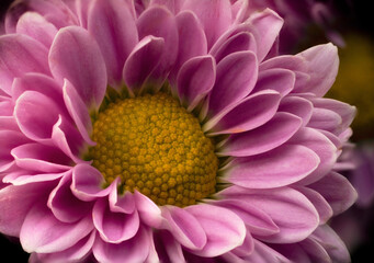 Flower Closeup,macro, flower, pink, nature, gerbera, daisy, flowers, chrysanthemum, blossom, flora, plant, closeup, beauty, summer, purple, bloom, petal, floral, petals, beautiful, spring, yellow, whi