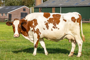 Farm cow, side view standing at a farmyard