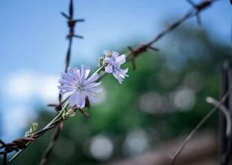 A live daisy flower in a rusty prison wire. The concept of life and the restriction of freedom
