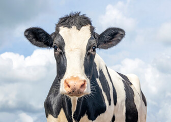 Cute cow, black and white friendly innocent look, pink nose