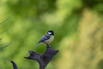 Vogel auf einem Geweih
