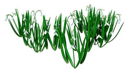 3D Rendering Snowdrop Flowers on White