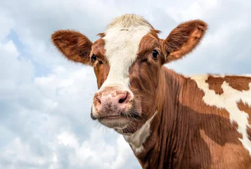 Foto op Plexiglas Portrait of a cow, lovely red bovine, with white blaze © Clara