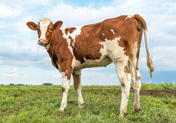 Fototapeta na wymiar Proud cute calf standing in a green meadow under a cloudy blue sky