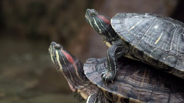 Two turtles are breeding. One turtle climbed on top of the other. Slow mating of two amphibians. The relationship between animals in the wild. Turtle watching.
