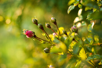 flowers in the garden