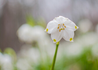View of a splendid undergrowth full of flowers