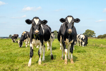 Two sassy cows, friesian holstein, standing in a pasture under a blue sky