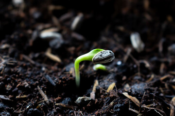 Close up small Sunflower seedling on black soil