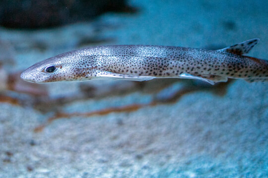 dogfish underwaterclose up portrait