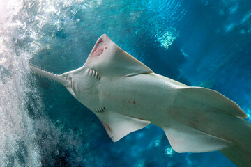 sawfish underwater close up detail - obrazy, fototapety, plakaty