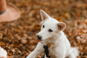 Naklejka na ściany i meble Adorable white dog giving paw to owner and showing tongue in woods. Cute swiss shepherd puppy