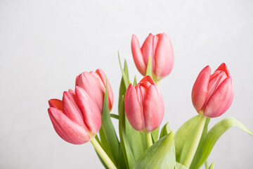 pink tulips on a white background