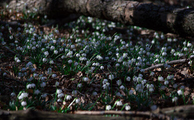 View of a splendid undergrowth full of flowers
