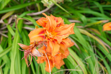 Fototapeta na wymiar Orange Flowers in the garden