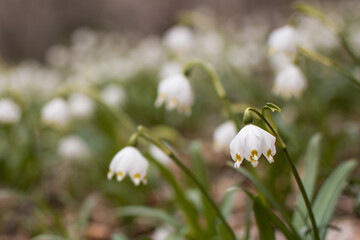 View of a splendid undergrowth full of flowers