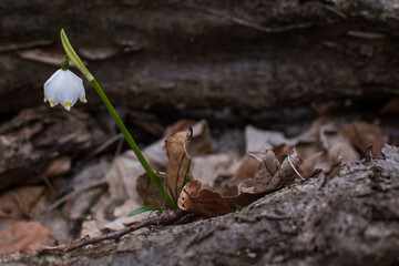 View of a splendid undergrowth full of flowers