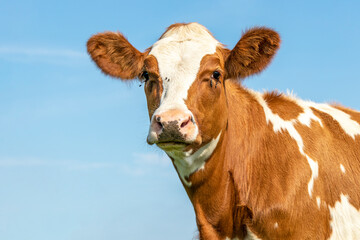 Cow head portrait of a cute and tender young red bovine, with white blaze, pink nose and looking...