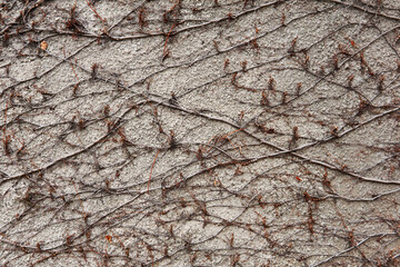 background - a stone wall entwined with dry winter stems of wild vines