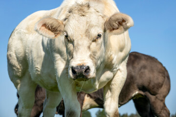 Muscular cow beef, approaching walking towards looking at the camera