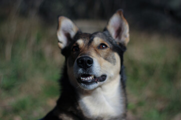 Close-up portrait of happy dog muzzle looking up with open mouth and teeth visible on blurred green nature background 
