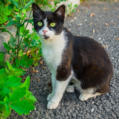 black and white cat in the grass