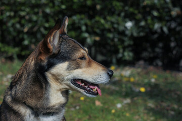 Portrait of a dog in profile close up surrounded by green blurred nature background 