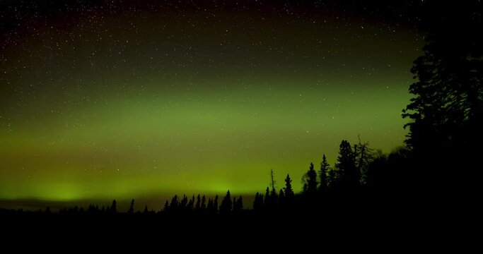 A dark forest of pine and spruce trees with bright green Aurora flashing overhead and the occasional lights of cars moving through the tree.
