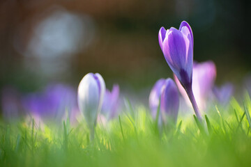 close up group purple crocus flowers in grass field. Early spring colorful botanical scene. Low perspective and soft light. Fresh natural flower background.