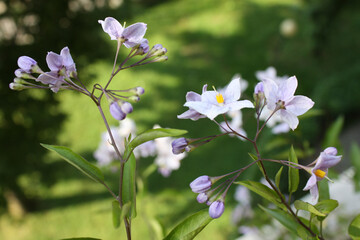 Detail of some beautiful spring flowers